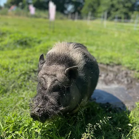 Mini-hôtel Zum Rohrbach